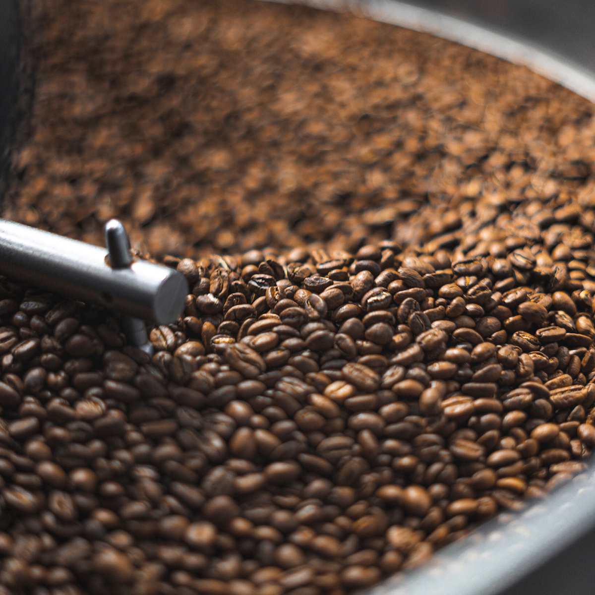 Noble Coyote Coffee Roasters — café photo 4
