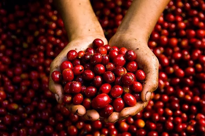 Cirque Coffee Roasters — café photo 2